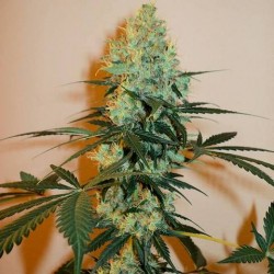 Майстер Куш (Photo.Fem.) 1 шт. / Master Kush 2026